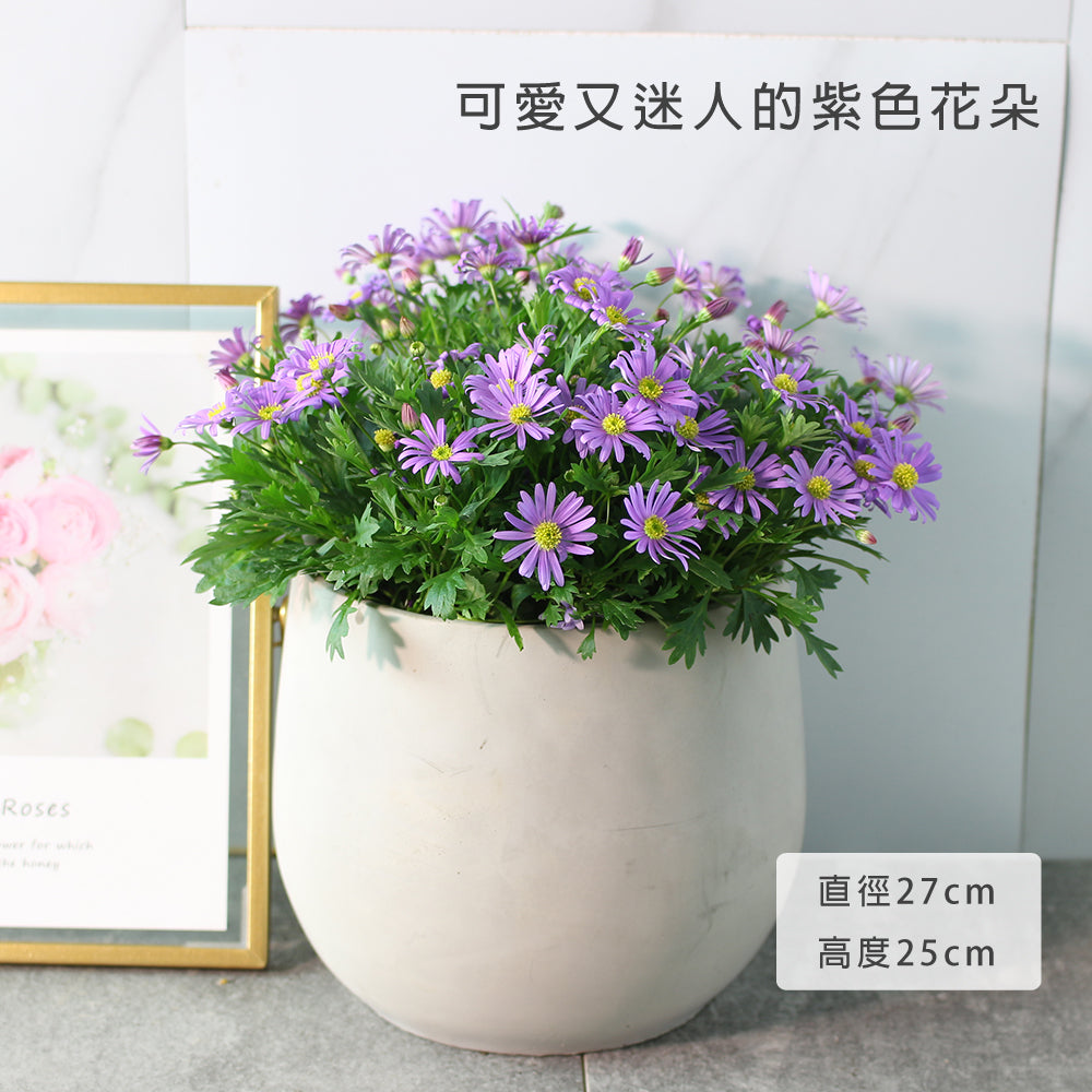絲河菊 | 抗風、耐鹽 | 鵝河菊｜陽光植物