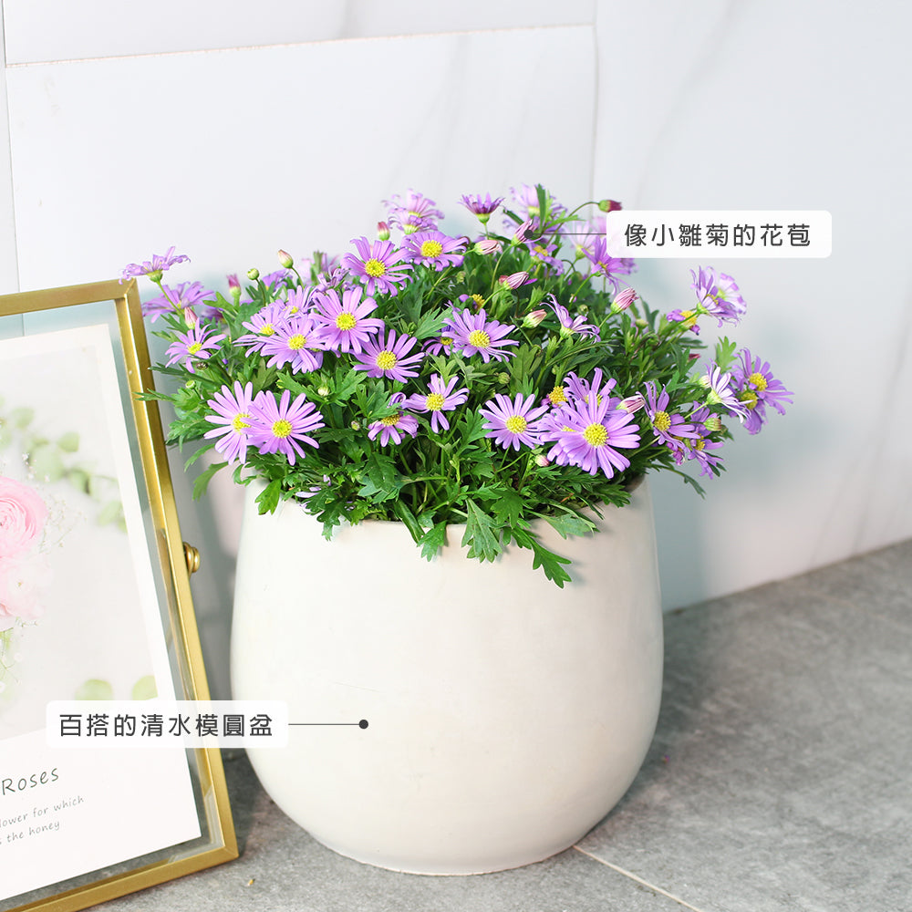 絲河菊 | 抗風、耐鹽 | 鵝河菊｜陽光植物