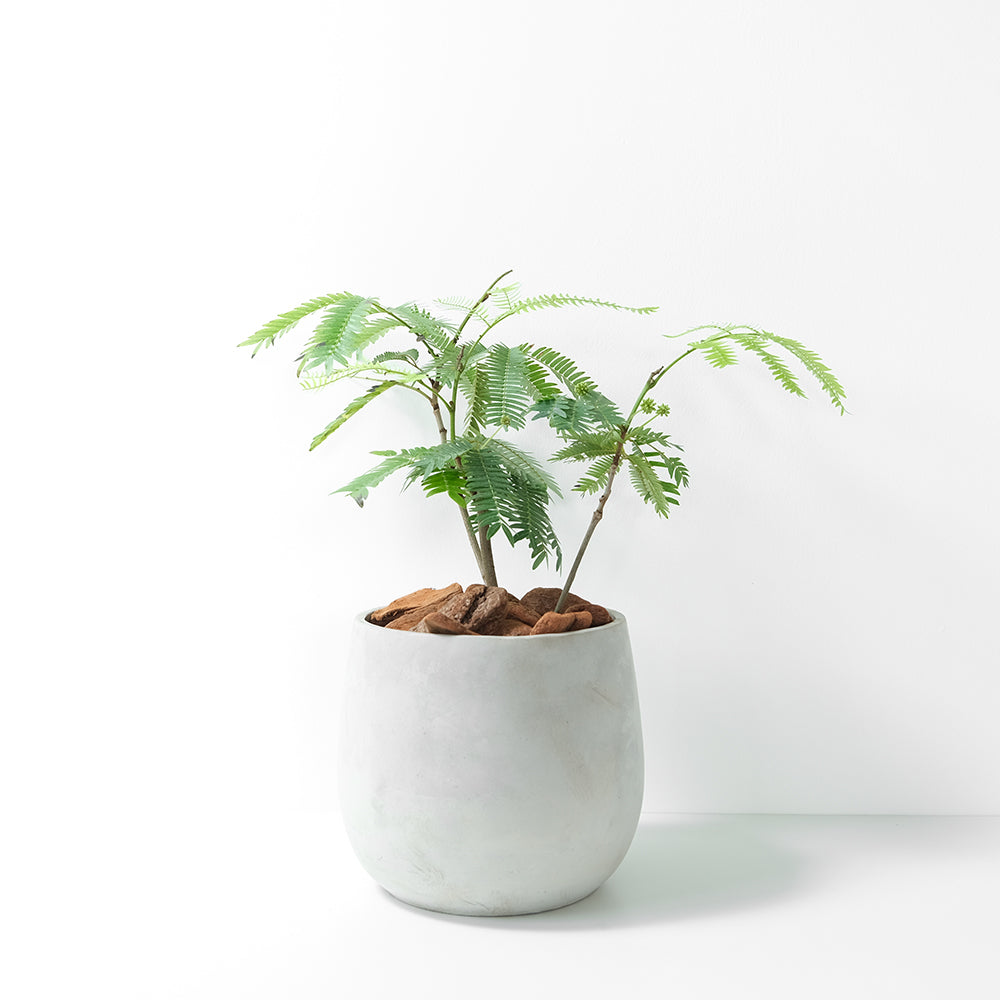 小豆樹 | 晚上葉片會閉合 | 陽光植物 | 觀葉植物