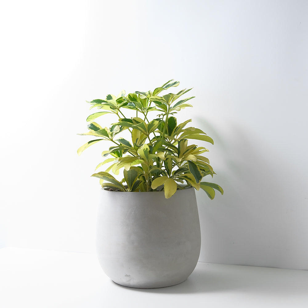 斑葉鵝掌藤 | 超好照顧的植物 | 不容易掉葉 | 金黃色外觀 | 台灣原生植物 | 空氣汙染嚴重的地方可種植 | 陽光植物