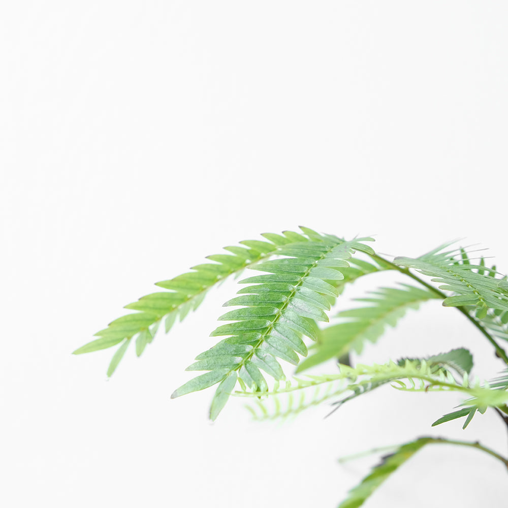 小豆樹 | 晚上葉片會閉合 | 陽光植物 | 觀葉植物