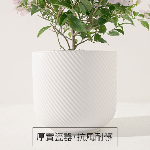 九重葛 | 三角梅 | 堅毅不拔、財運長久 | 南美紫茉莉 | 陽光植物