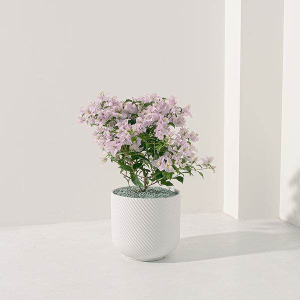 九重葛 | 三角梅 | 堅毅不拔、財運長久 | 南美紫茉莉 | 陽光植物