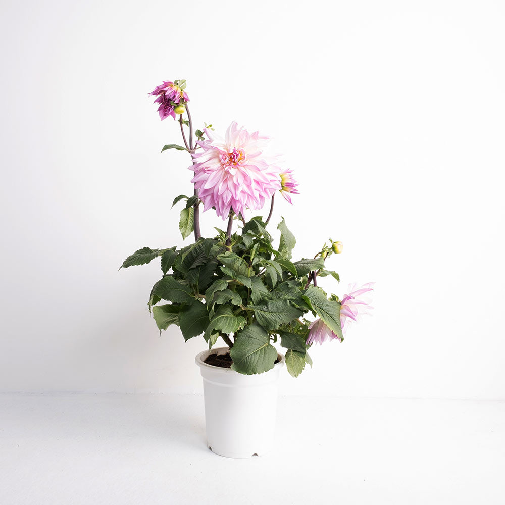 日本秋田大理花 | 大輪徑品種 | 大吉大利 | 陽光植物