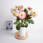 日本秋田大理花 | 大輪徑品種 | 大吉大利 | 陽光植物