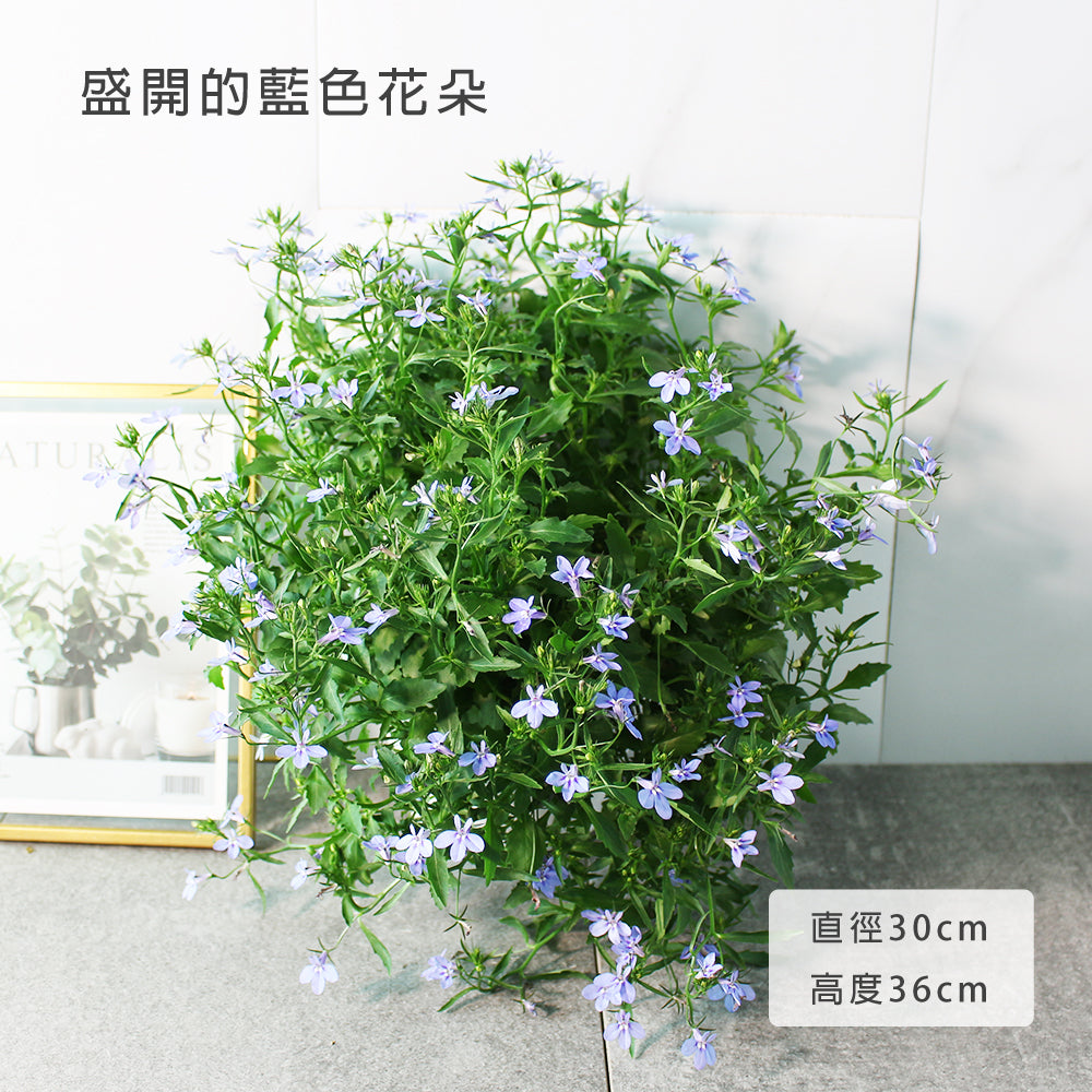 六倍利 | 翠蝶花 | 開花量大 | 陽光植物
