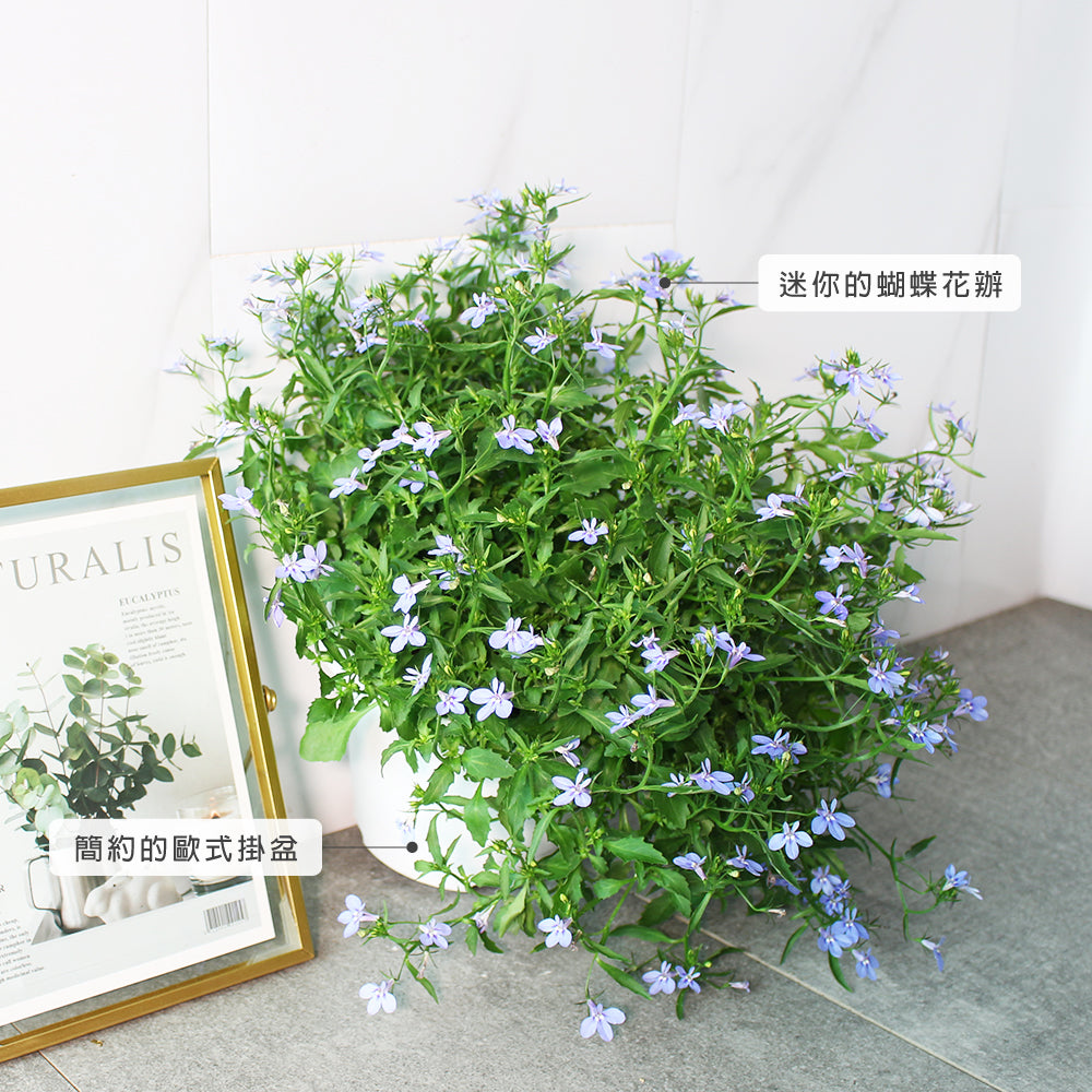 六倍利 | 翠蝶花 | 開花量大 | 陽光植物