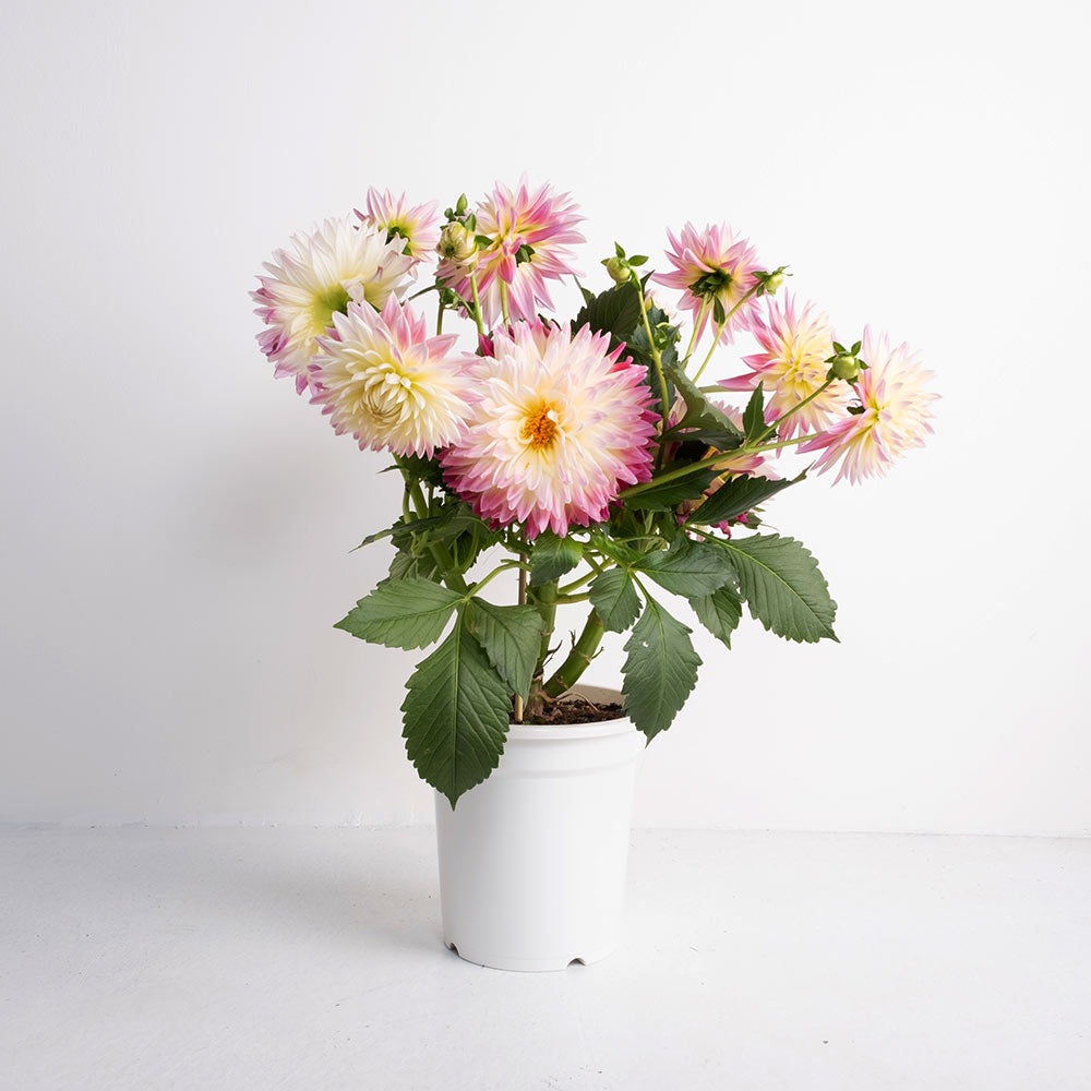 日本秋田大理花 | 大輪徑品種 | 大吉大利 | 陽光植物