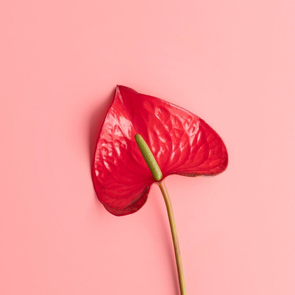 火鶴苔球 | 真心與愛情 | 提升戀愛運 | 室內植物