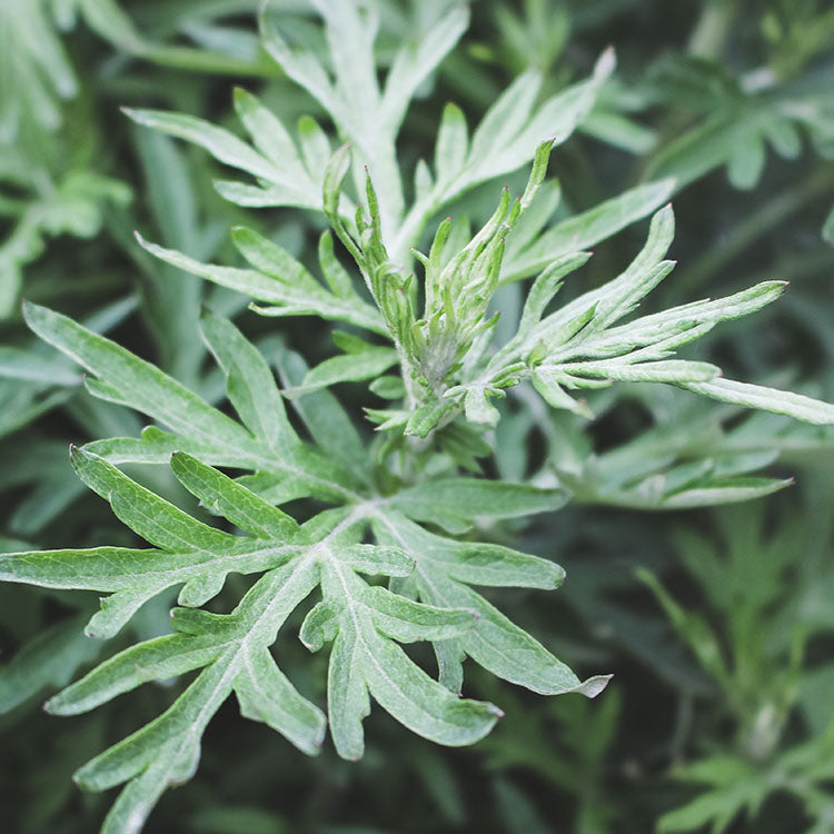 台灣艾草 | 避邪 | 艾草糕 | 艾捲 | 泡茶 | 入菜 | 陽光植物