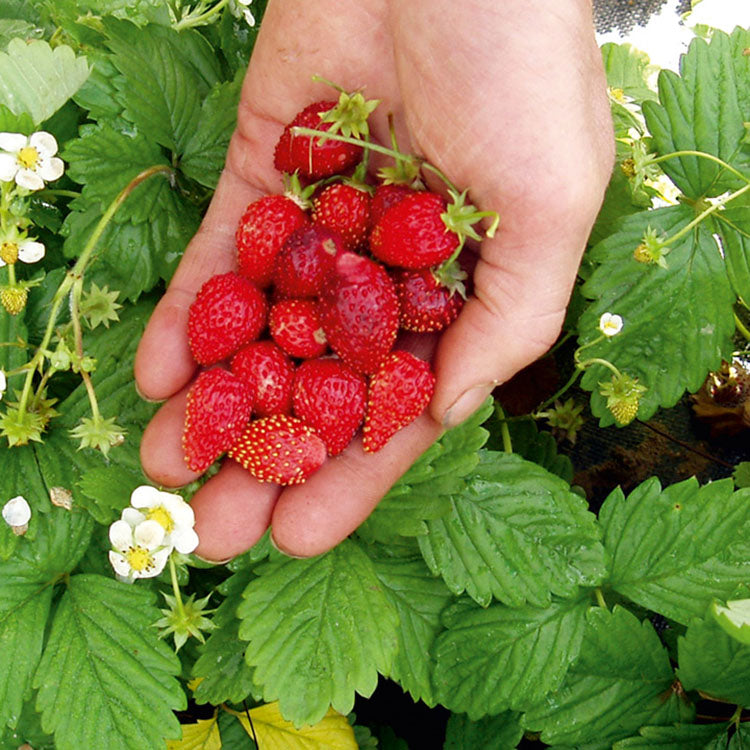 亞歷山大野草莓 | 迷你果實 | 濃郁香甜 | 陽光植物