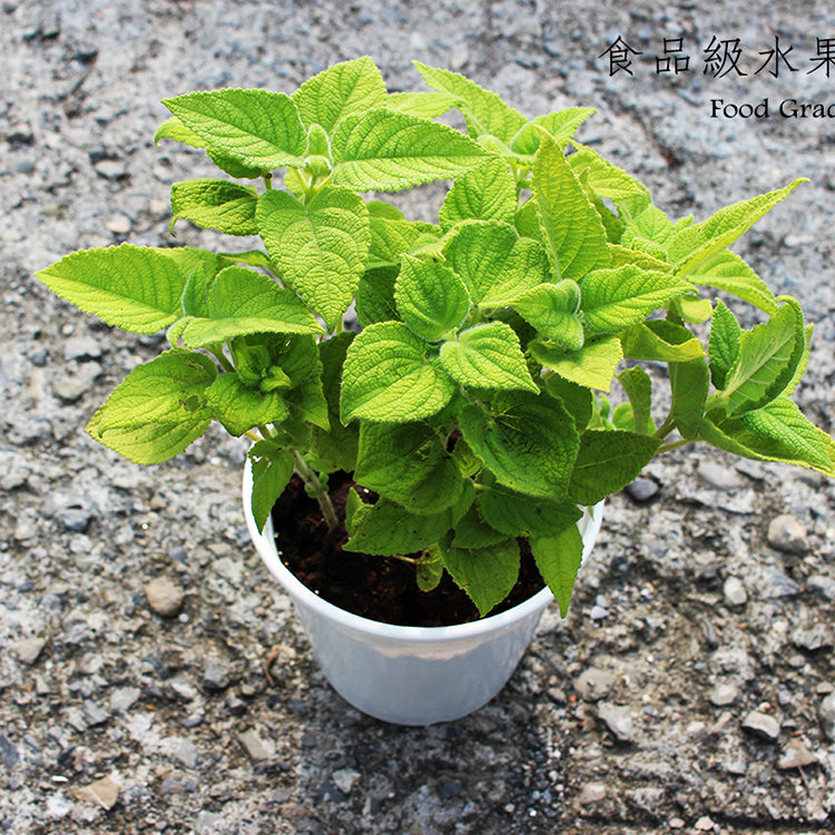 水果鼠尾草 | 驅趕小黑蚊 | 花朵口感清脆 | 陽光植物
