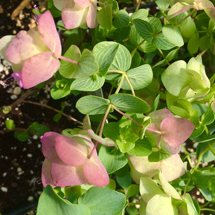 肯特奧勒岡 | 粉紅色中帶紫色的花朵 | 園藝得獎品種 | 陽光植物