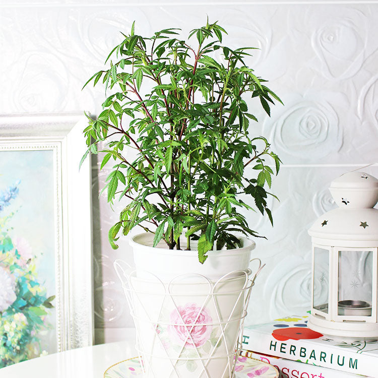 芳香萬壽菊｜百香果香氣｜花和葉都可泡茶 | 墨西哥萬壽菊｜食用花｜陽光植物