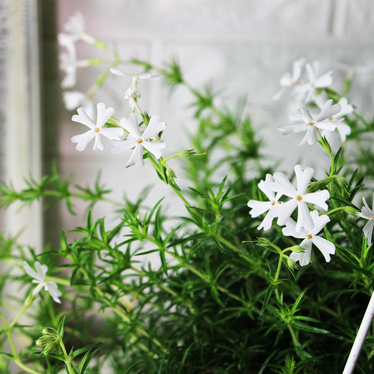 芝櫻 | 粉色雪花 | 迷你花毯 | 陽光植物