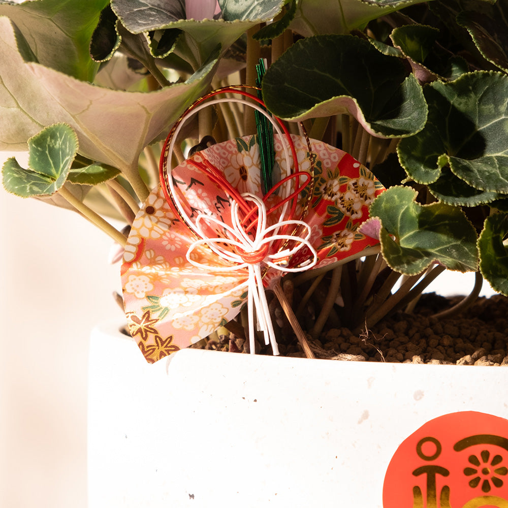 仙客報喜福滿盆｜招貴人風水｜福氣滿滿｜陽光植物