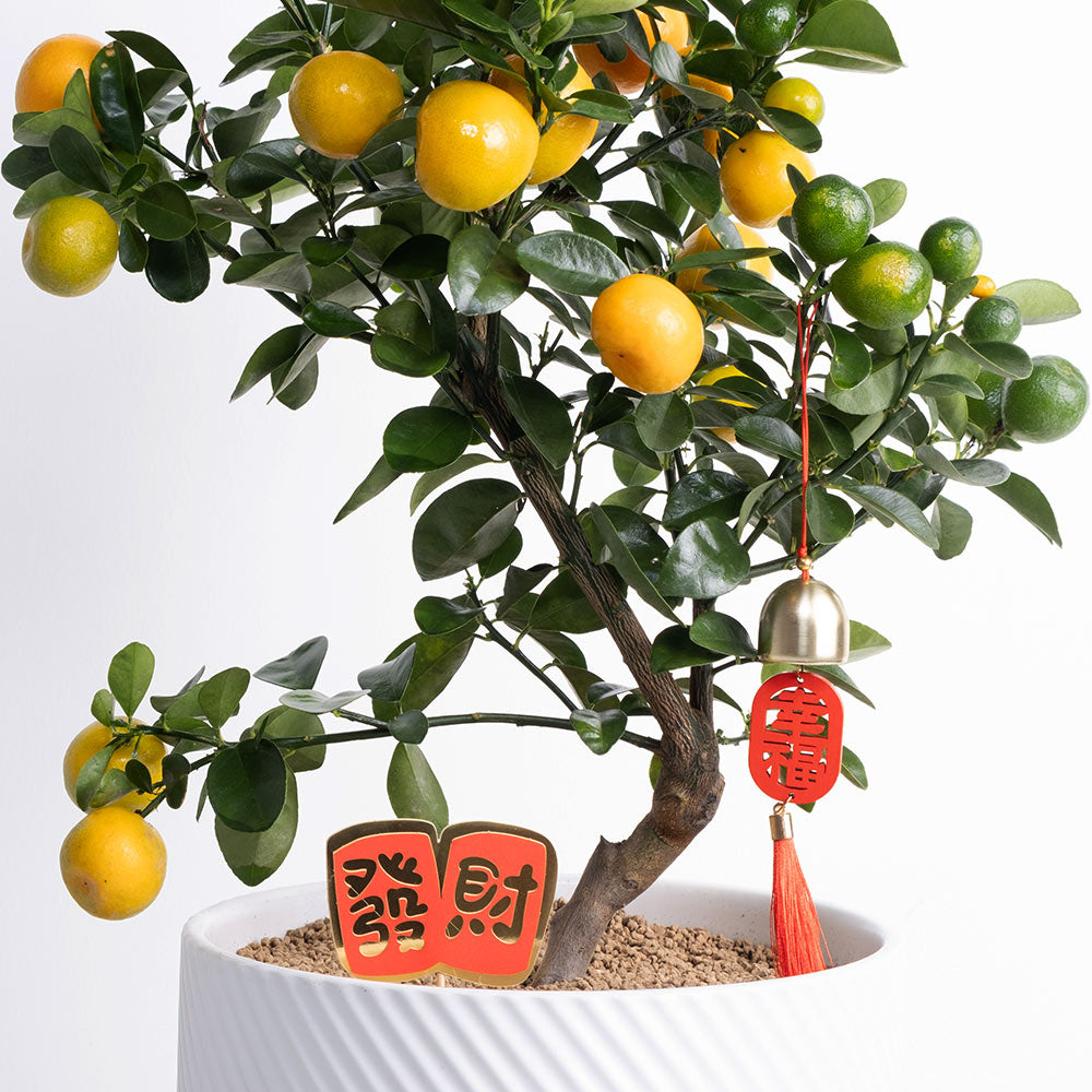 金蛋蜜桔 | 招財納福、皮甜多汁 | 金玉滿堂、大吉大利 | 陽光植物