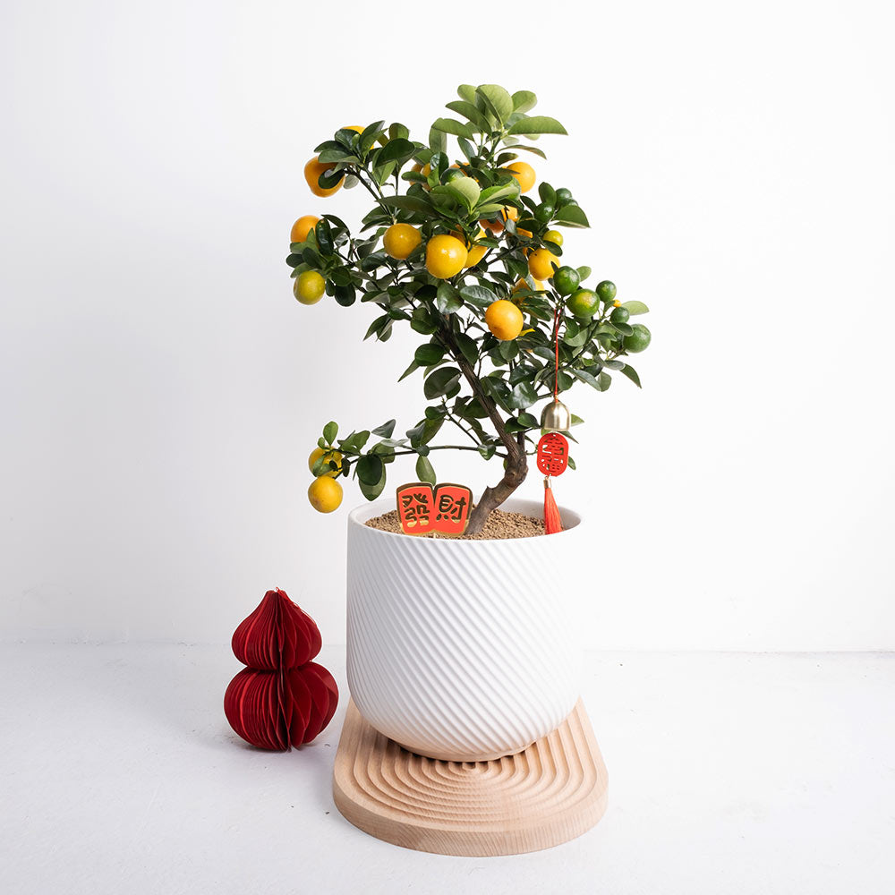金蛋蜜桔 | 招財納福、皮甜多汁 | 金玉滿堂、大吉大利 | 陽光植物