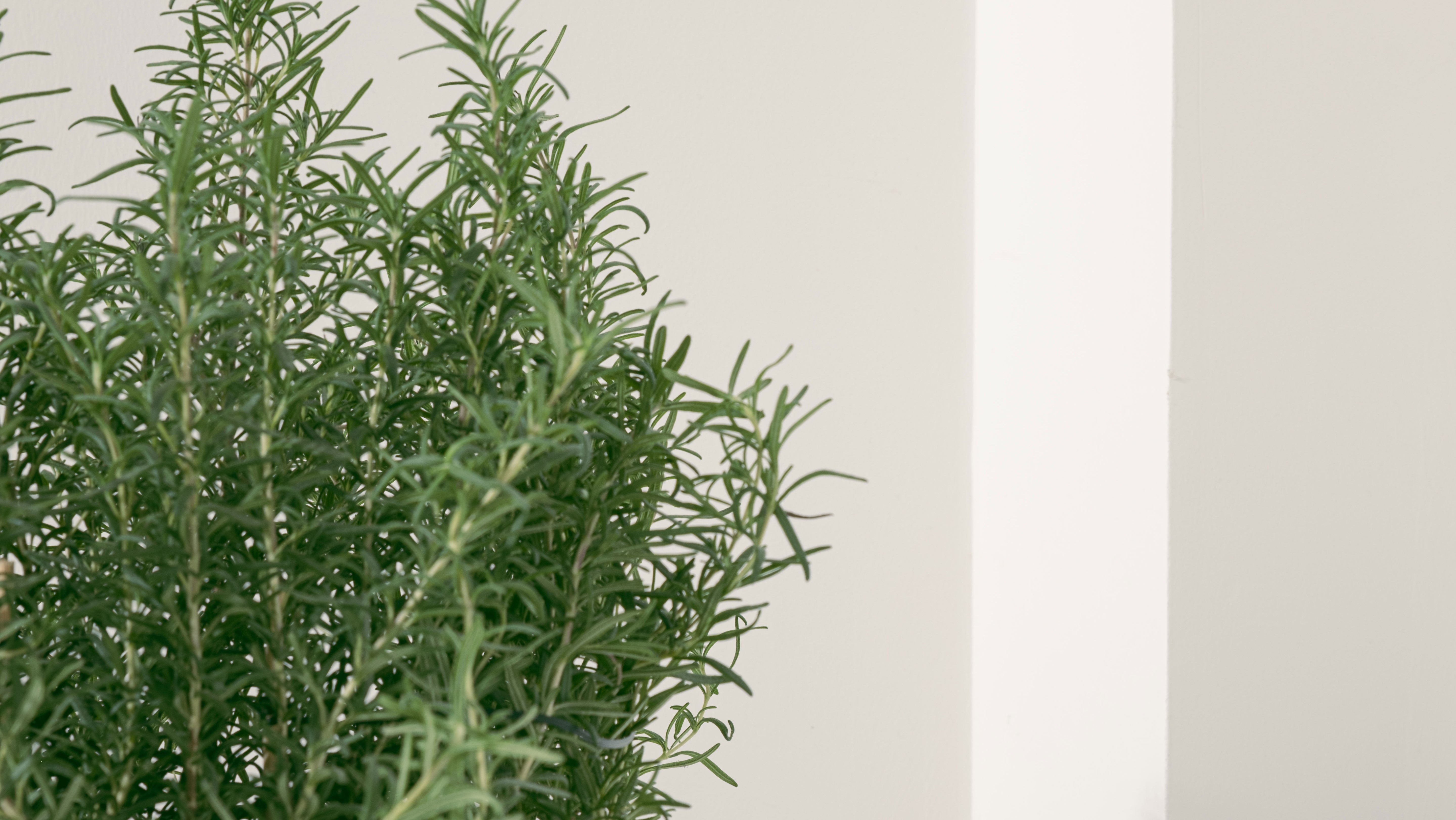 直立型迷迭香 | 最受歡迎的香料 | 牛排、馬鈴薯、烤雞 | 陽光植物