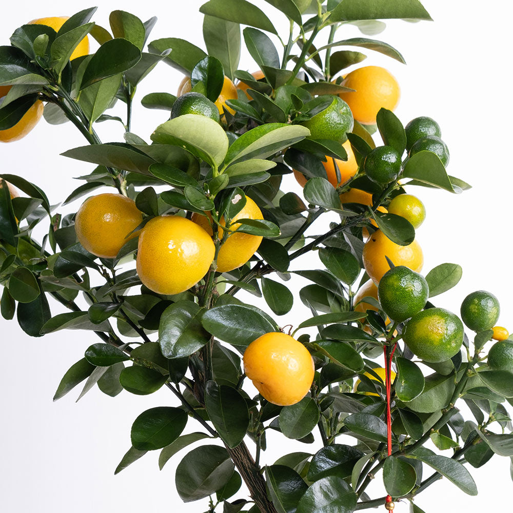 金蛋蜜桔 | 招財納福、皮甜多汁 | 金玉滿堂、大吉大利 | 陽光植物