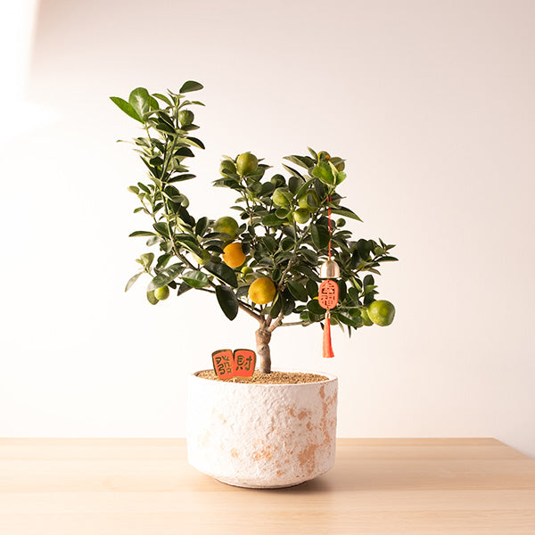 金剛金桔｜招財納福、皮澎多汁 | 金玉滿堂、大吉大利 | 陽光植物