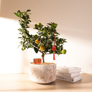 金剛金桔｜招財納福、皮澎多汁 | 金玉滿堂、大吉大利 | 陽光植物