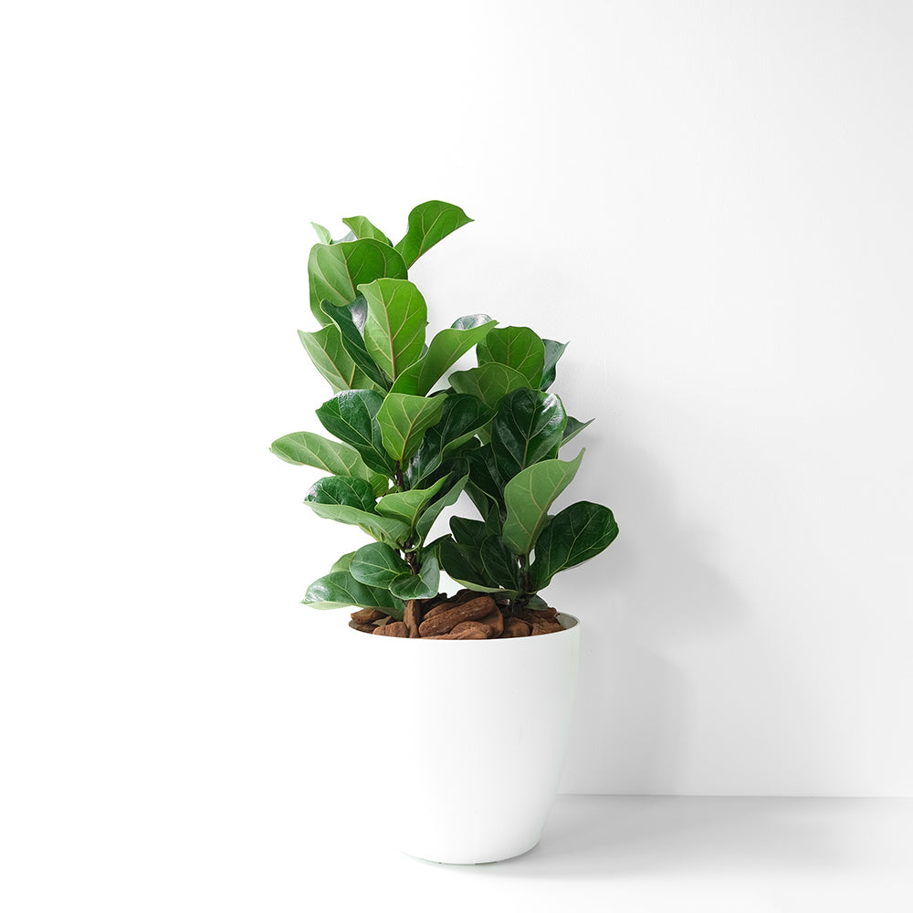琴葉榕 | 提琴樹 | 淨化空氣 | 維持濕度 | 室內植物