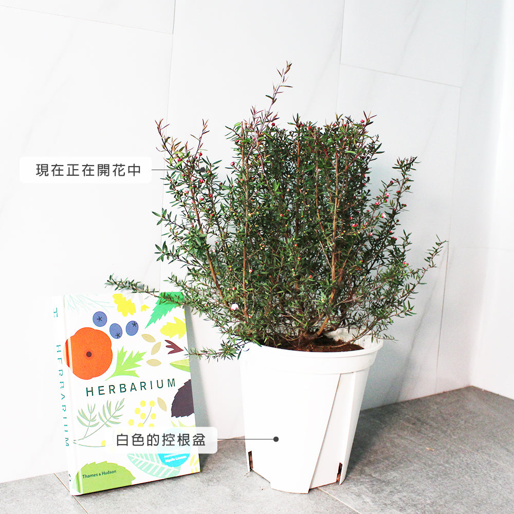 紐西蘭茶樹 | 麥盧卡 | 松紅梅 | 紐西蘭的國寶樹 | 陽光植物