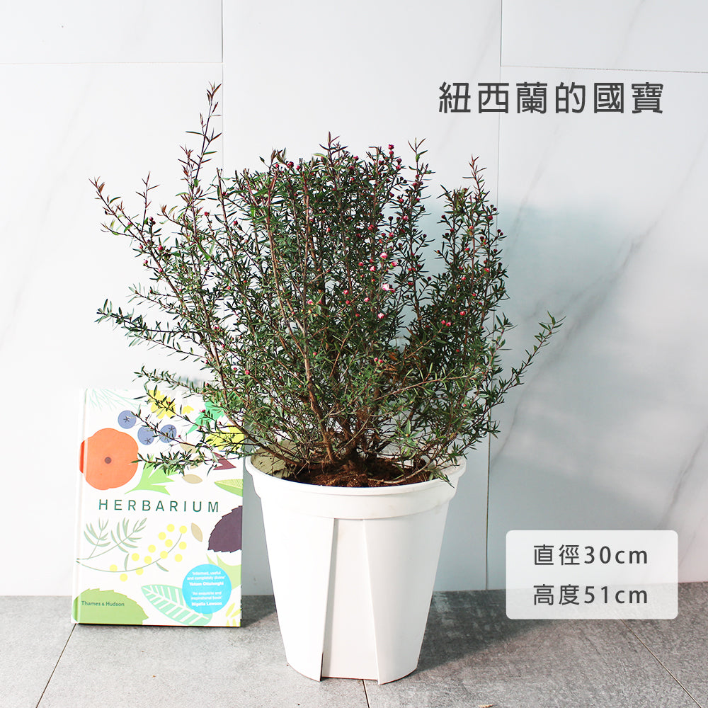 紐西蘭茶樹 | 麥盧卡 | 松紅梅 | 紐西蘭的國寶樹 | 陽光植物