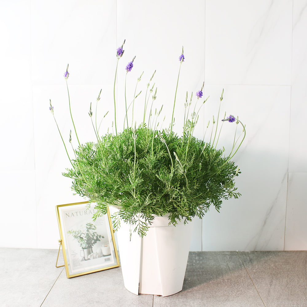 羽葉薰衣草 | 很受歡迎的薰衣草 | 花期長 | 觀賞性佳 | 陽光植物