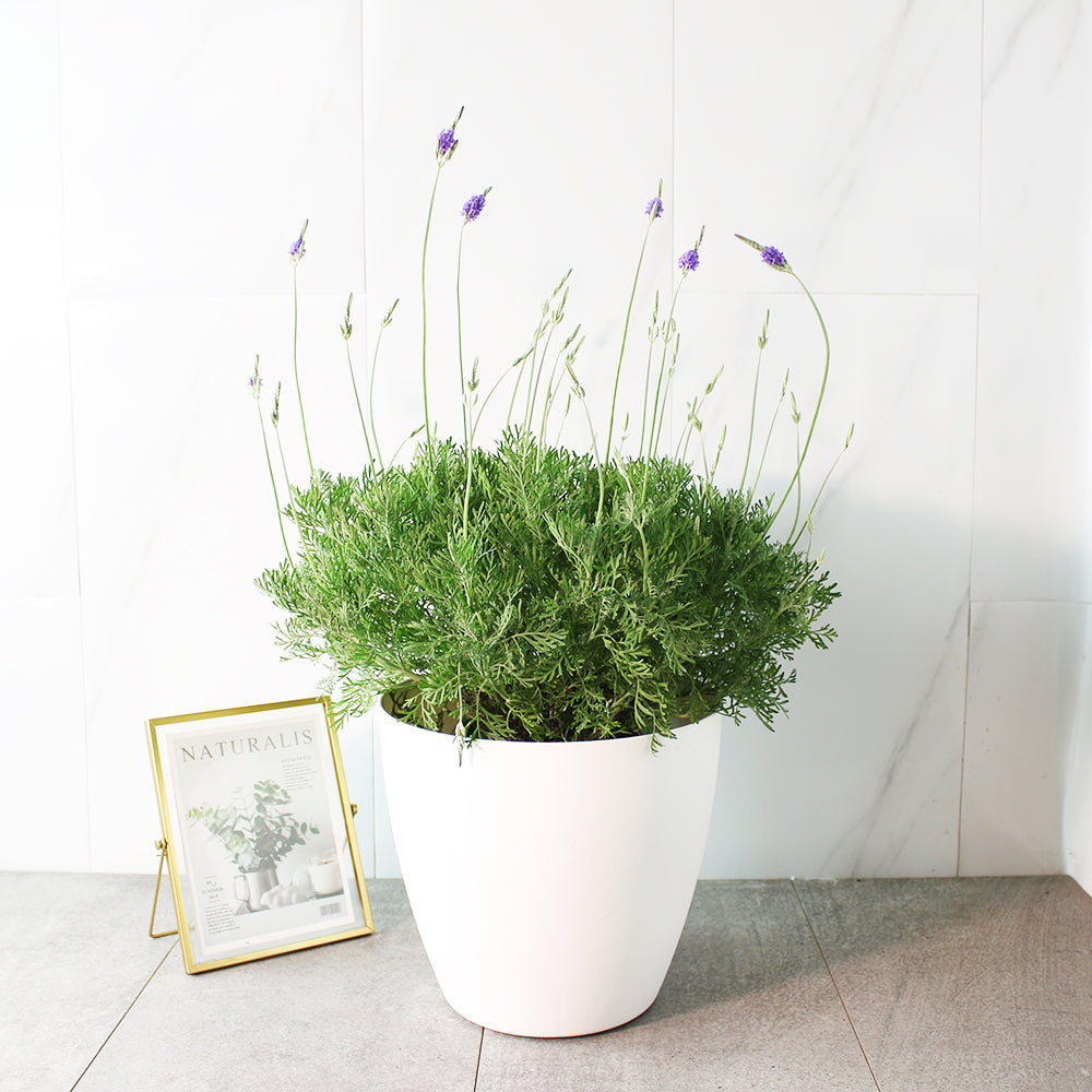 羽葉薰衣草 | 很受歡迎的薰衣草 | 花期長 | 觀賞性佳 | 陽光植物