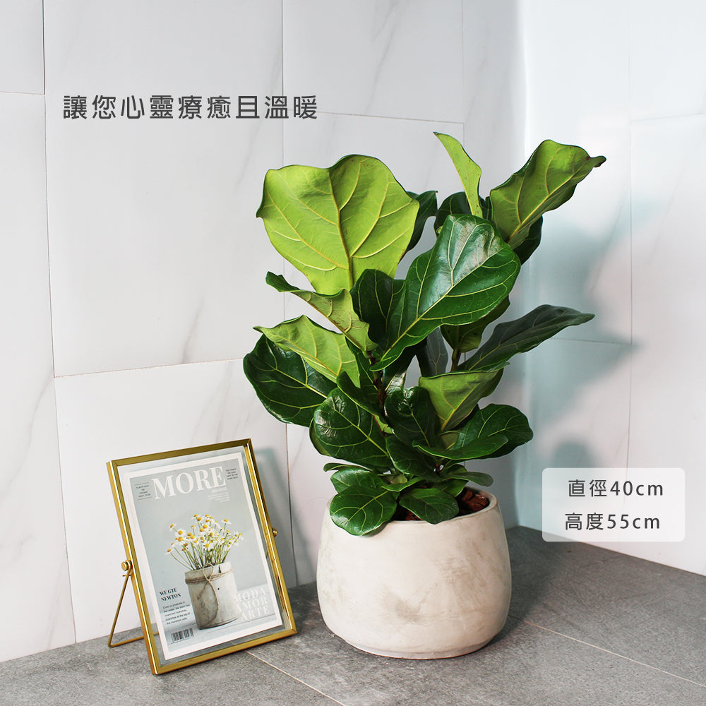 琴葉榕 | 提琴樹 | 淨化空氣 | 維持濕度 | 室內植物