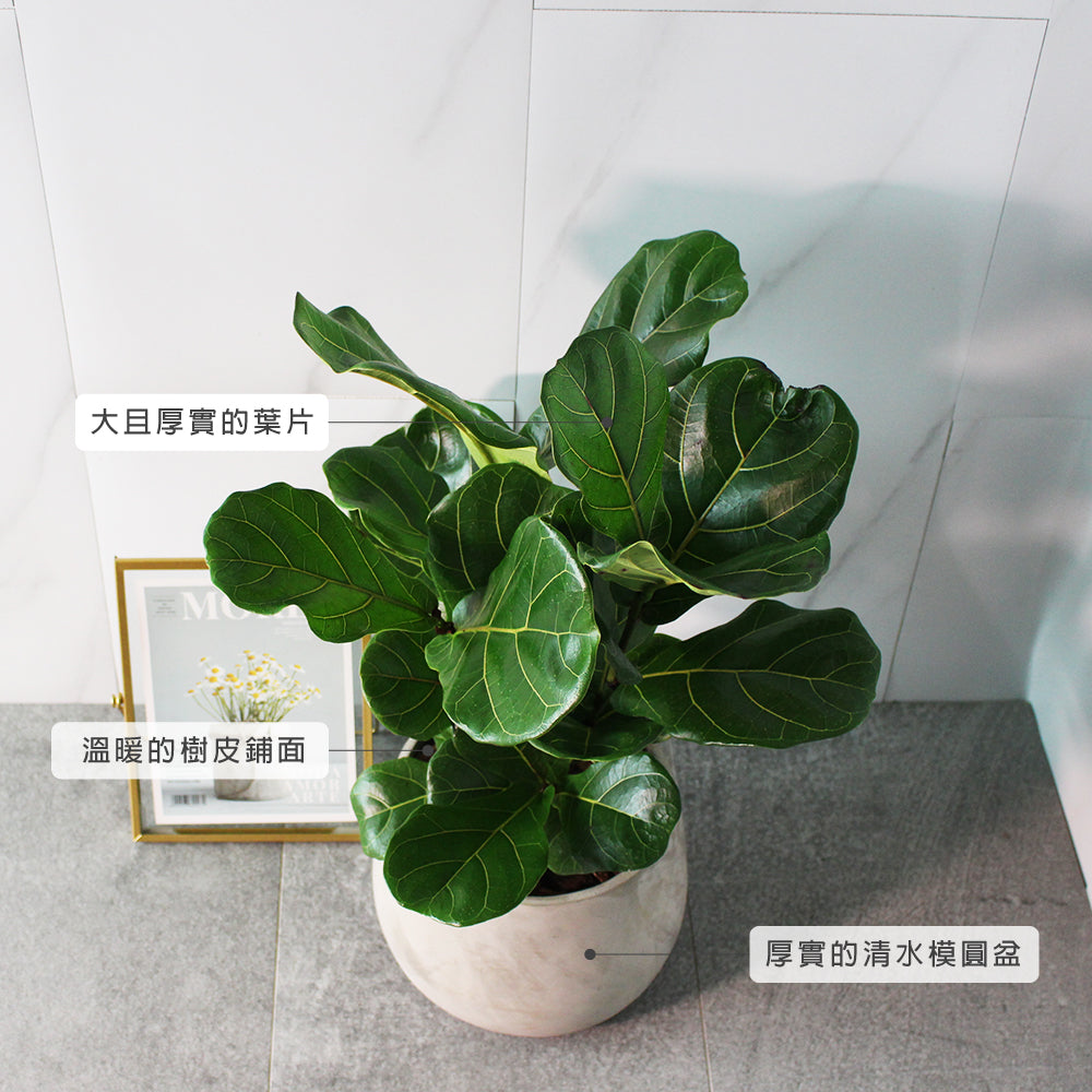 琴葉榕 | 提琴樹 | 淨化空氣 | 維持濕度 | 室內植物