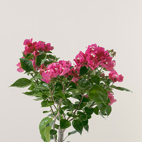 九重葛 | 三角梅 | 堅毅不拔、財運長久 | 南美紫茉莉 | 陽光植物