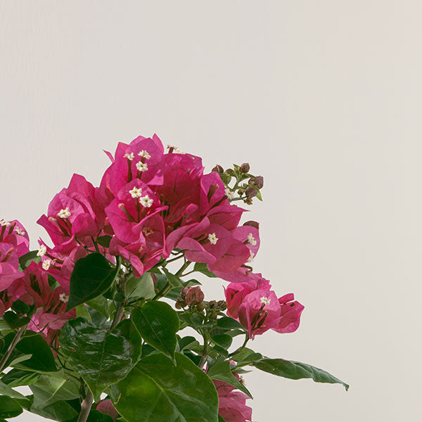 九重葛 | 三角梅 | 堅毅不拔、財運長久 | 南美紫茉莉 | 陽光植物