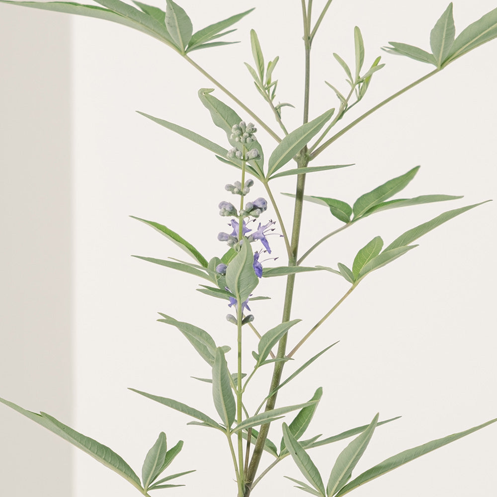 貞潔樹 | 葉片味道濃郁 | 斬桃花 | 春天開花 | 陽光植物