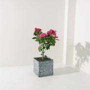 九重葛 | 三角梅 | 堅毅不拔、財運長久 | 南美紫茉莉 | 陽光植物