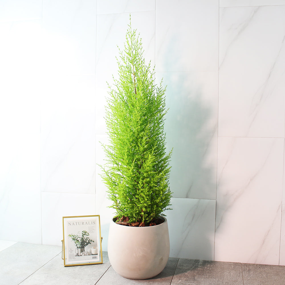 香冠柏 | 天然檸檬香氛聖誕樹 | 聖誕交換禮物首選 | 陽光植物