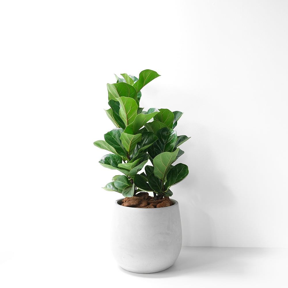 琴葉榕 | 提琴樹 | 淨化空氣 | 維持濕度 | 室內植物