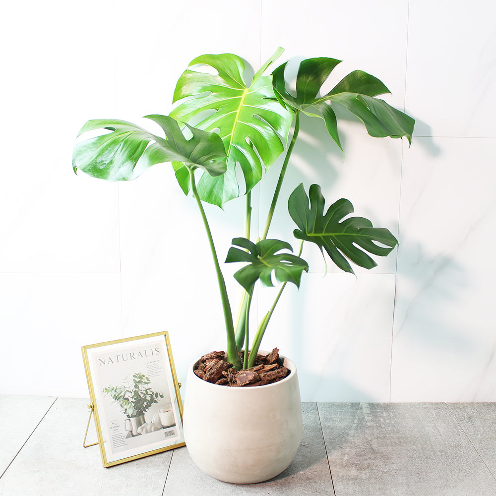 龜背芋 | 北歐風植栽 | 淨化空氣 | 招財長壽 | 室內耐陰植物 | 居家綠化