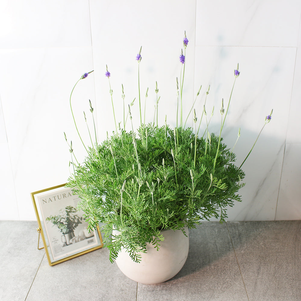 羽葉薰衣草 | 很受歡迎的薰衣草 | 花期長 | 觀賞性佳 | 陽光植物