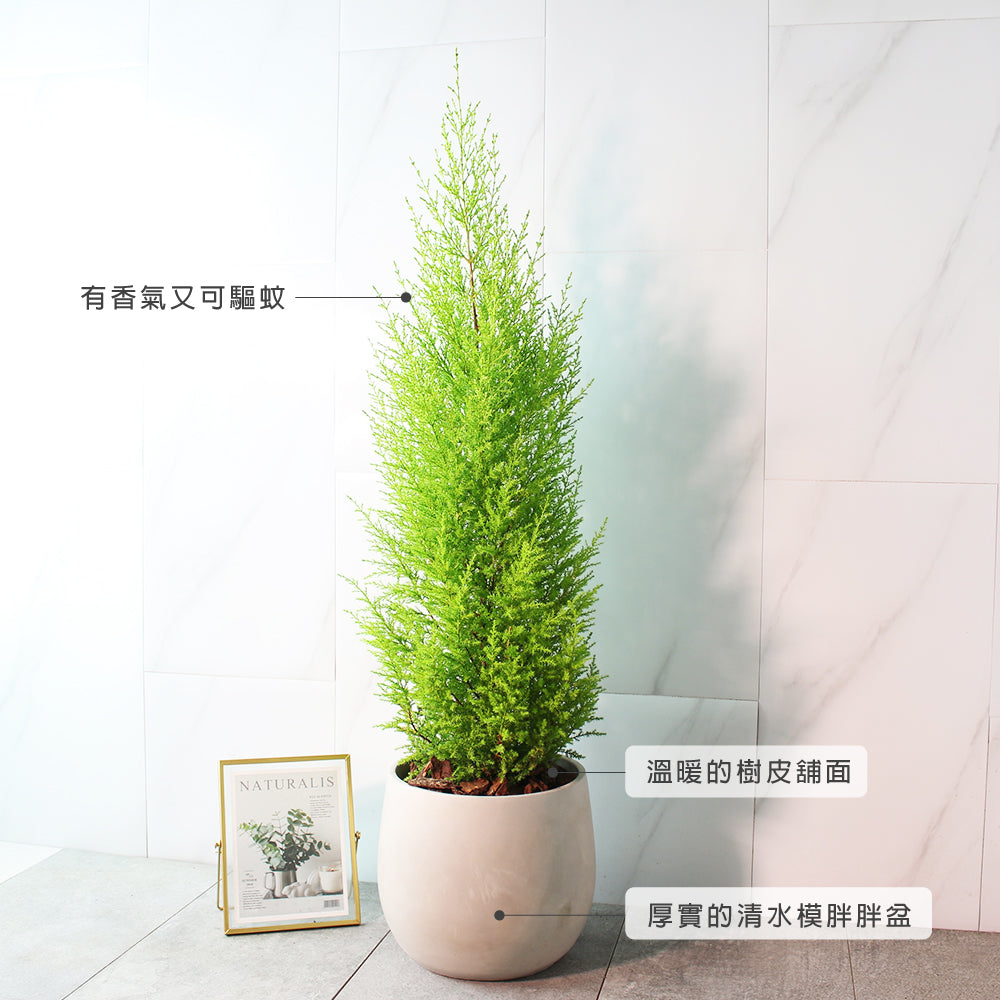 香冠柏 | 天然檸檬香氛聖誕樹 | 聖誕交換禮物首選 | 陽光植物