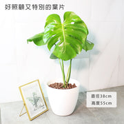 龜背芋 | 水耕 | 又大又美的葉片 | 無土栽培 | 室內植物