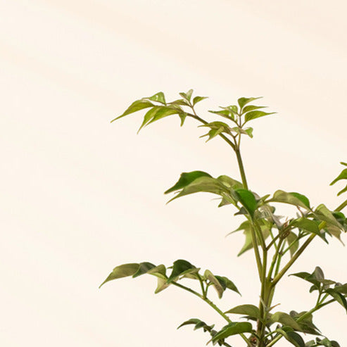 小葉進財樹盆栽 | 寵物友善 | 海南菜豆樹 | 招財植物 | 室內植物