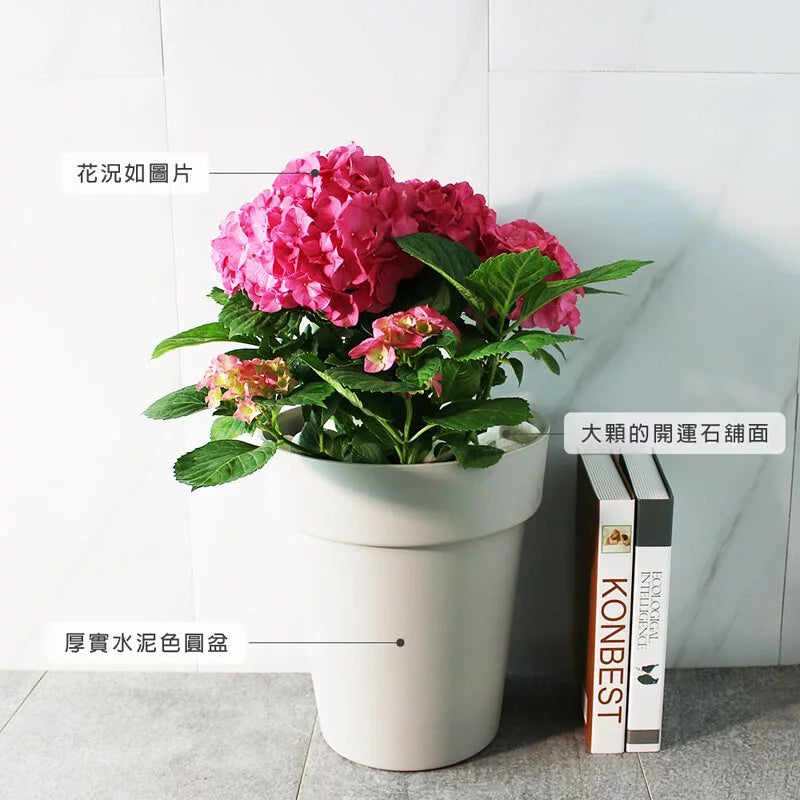 大花繡球 | 新色上市 | 洋繡球 | 陽光植物