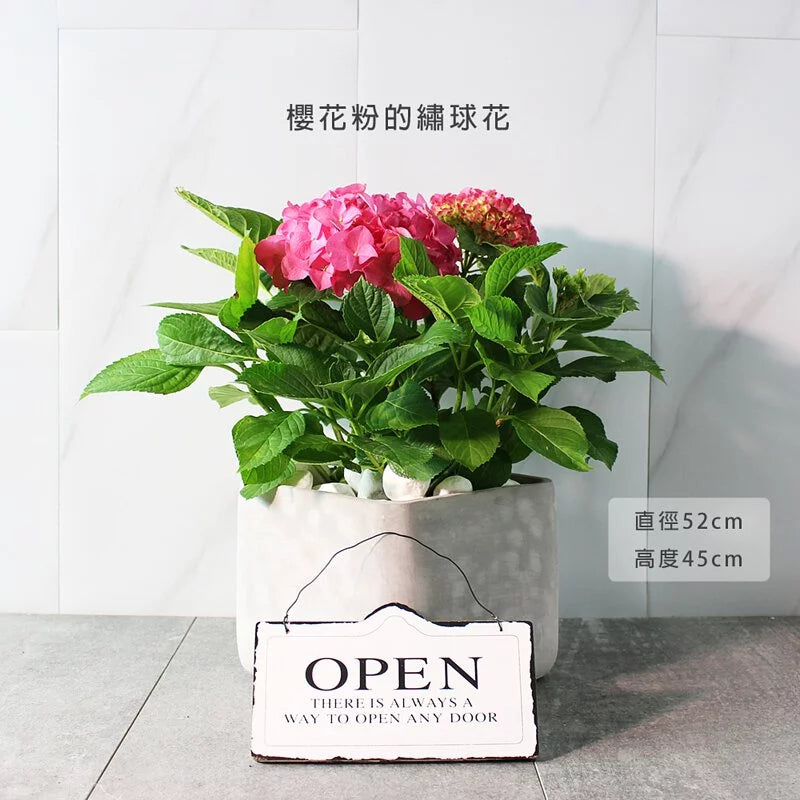 大花繡球 | 新色上市 | 洋繡球 | 陽光植物