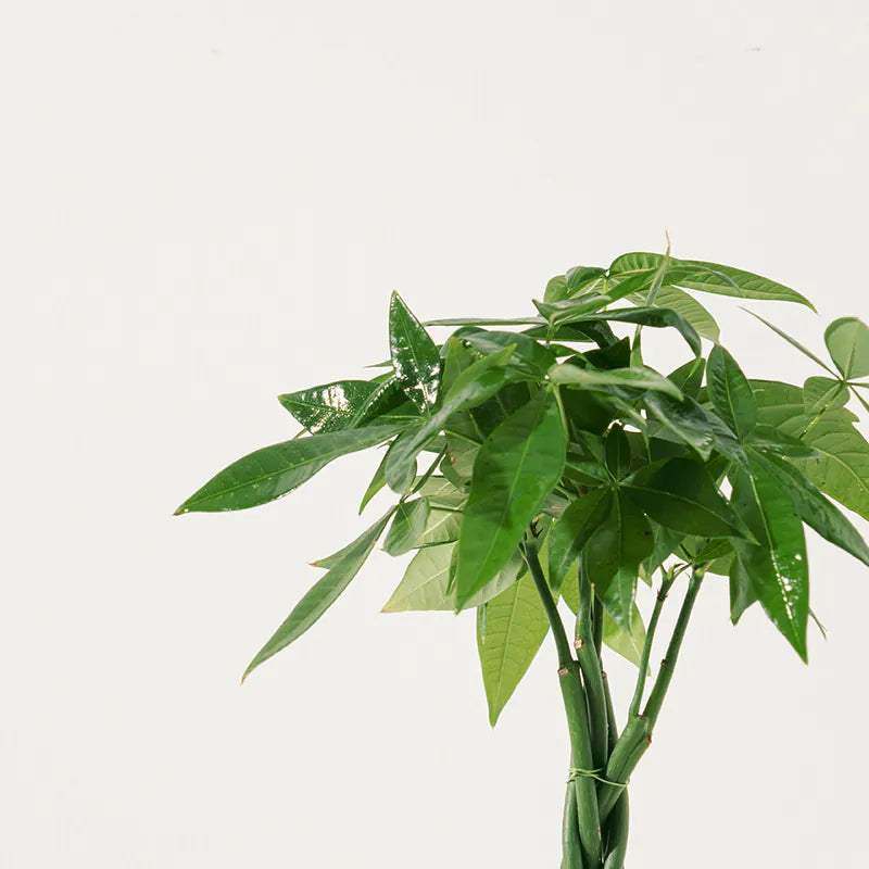 馬拉巴栗盆栽 | 過濾空氣是模範生等級 | 招財植物 | 無土栽培| 水耕 | 室內植物