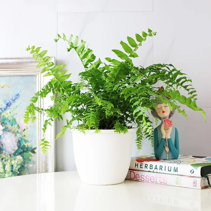 魚尾蕨盆栽｜蕨類植物 | 室內植物