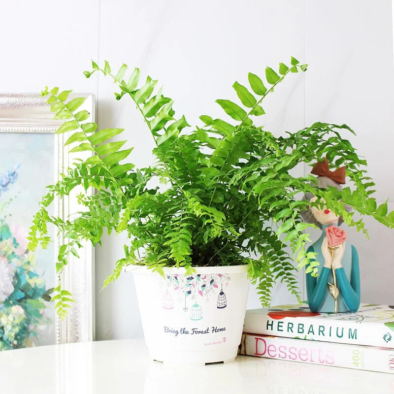 魚尾蕨盆栽｜蕨類植物 | 室內植物