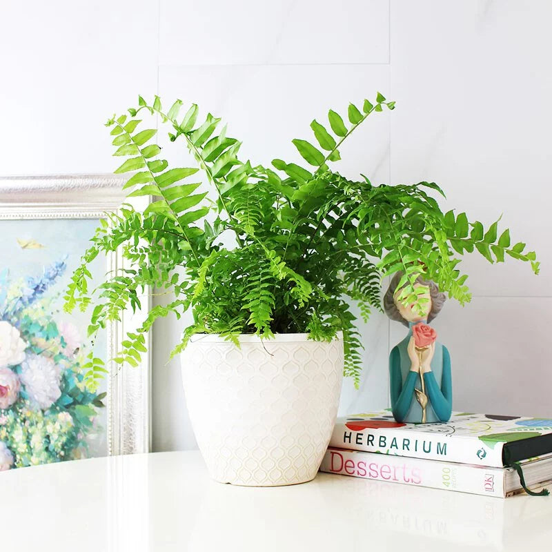 魚尾蕨盆栽｜蕨類植物 | 室內植物